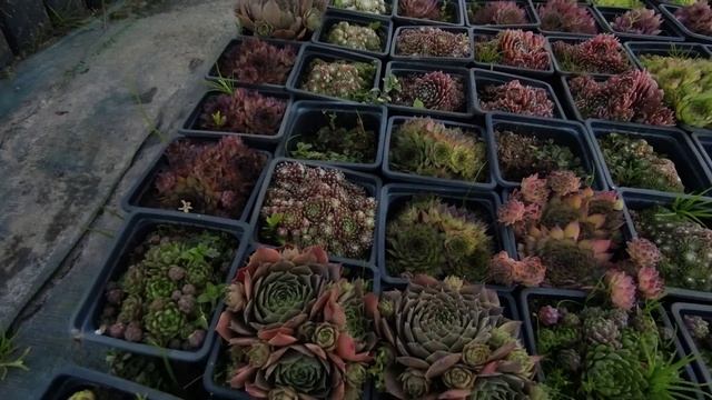 Почвопокровные растения ,хвойные и злаки в питомнике "Сад 7 соток"???? Небольшой обзор сортов смотреть онлайн