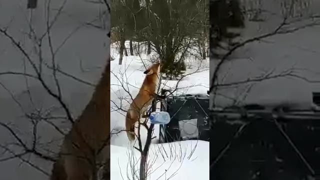 К нам в гости пришла лиса. смотреть онлайн