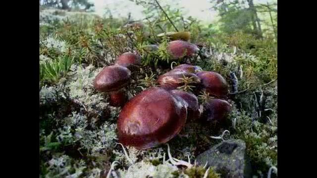 Колымский MIX смотреть онлайн