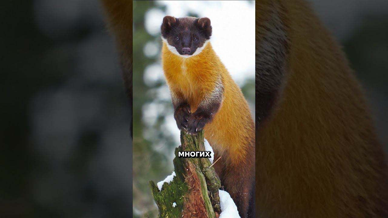 НЕВЕРОЯТНЫЕ ФАКТЫ ПРО РОССИЮ / часть 1 #россия #тайга