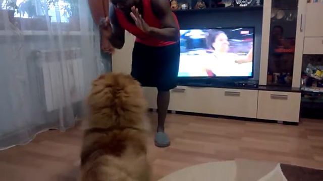 Дресировка чау чау Русский-Французский (training chow chow Russian-French) смотреть онлайн