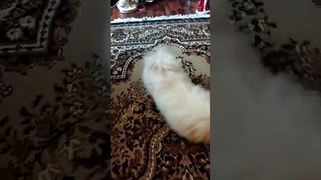 пекинес белый смотреть онлайн