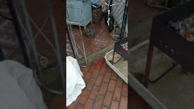 Руководство к Таланту