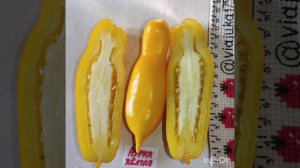 Обзор томатов Аурия жёлтая , Мортейдж лифтёр и Подсинское чудо .