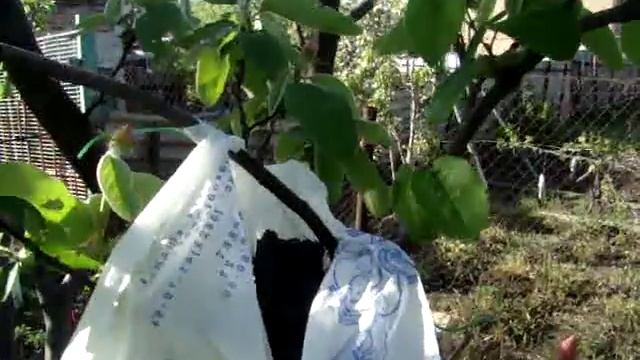 Воздушный отводок на айве с прививкой груши 2018 смотреть онлайн