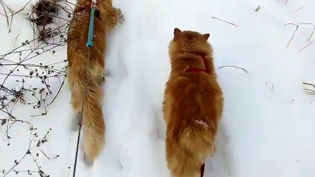 Лосик и Кузя смотреть онлайн