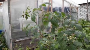 Малина «Изобильная Казакова»/суперсорт/суперурожай/супермалина.