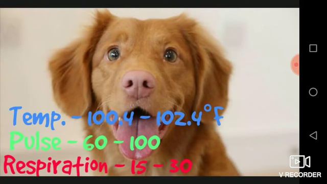 Normal temperature ,pulse rate and respiration rate of various animals смотреть онлайн