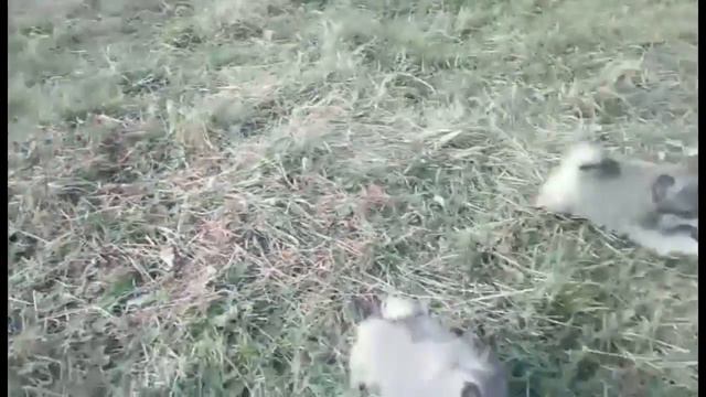 Прогудка щенков шпица смотреть онлайн