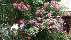 Роза  Leonardo da Vinci(Meilland) в моём саду.