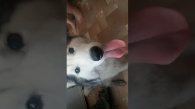 Хаски просит еду