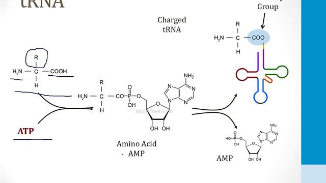 Cell Biology - 1. Molecular Biology - 5.Translation Atf