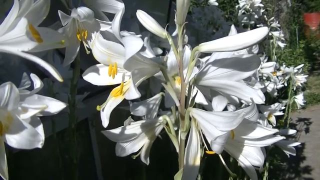 БЕЛЫЕ ЛИЛИИ+