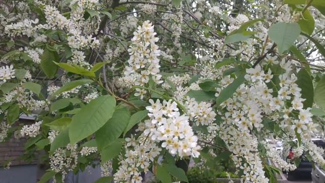 Цветение черемухи и пение птиц для расслабления Bird cherry blossoms and birds singing for relaxati смотреть онлайн
