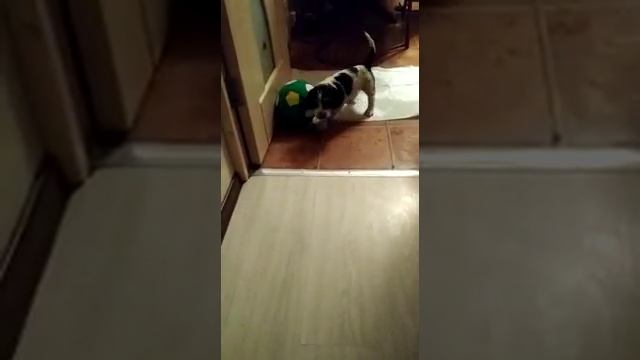 Будущий футболист сборной России/Большой Вандейский Бассет Гриффон/ Grand Basset Griffon Vendeen смотреть онлайн