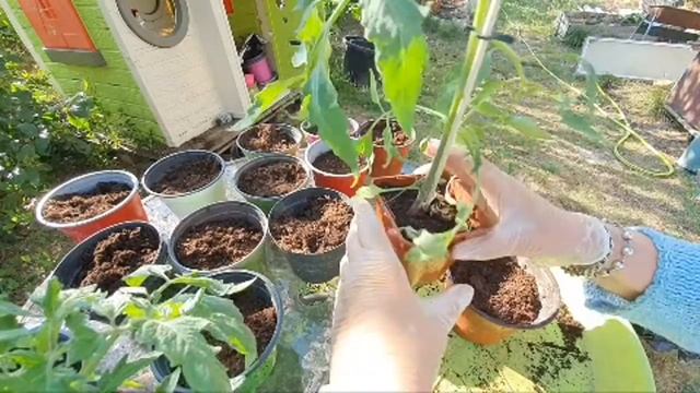 ЧТО ТАКОЕ ПРИВИТАЯ РАССАДА и с чем ее едят?/ ТОМАТЫ 2021 ПровансАллочка смотреть онлайн