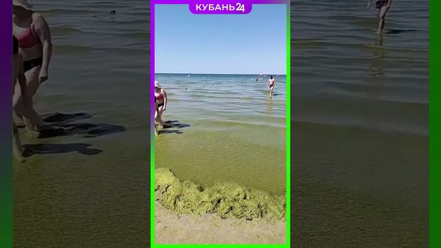 Водоросли в Анапе пользуются спросом смотреть онлайн