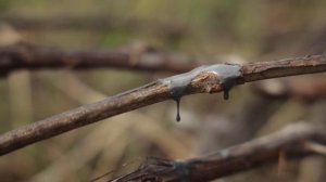 Спасаем виноград от нападения мышей