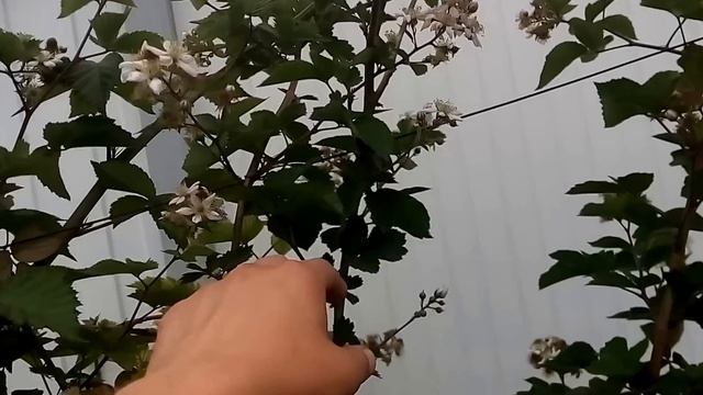 ЕЖЕВИКА. ФОРМИРОВАНИЕ НА ШПАЛЕРЕ. ВЫСОКИЙ УРОЖАЙ. BLACKBERRY. FORMATION on a trellis. смотреть онлайн