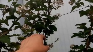 ЕЖЕВИКА. ФОРМИРОВАНИЕ НА ШПАЛЕРЕ. ВЫСОКИЙ УРОЖАЙ. BLACKBERRY. FORMATION on a trellis.