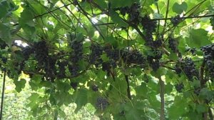 Виноград Кишмиш Юпитер США