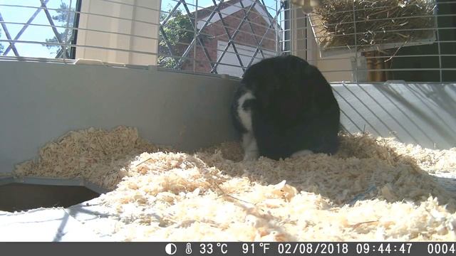 15 - Bunnysitting for a week - another lazy bunny morning смотреть онлайн