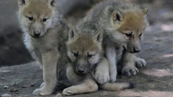 Олжас Сулейменов Волчата #Олжас #Сулейменов #Волчата #поэзия #стихи# казахстан