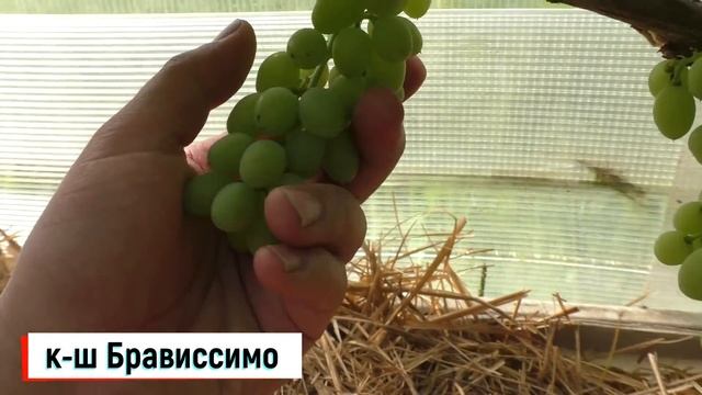 Виноград в теплице .Мои новинки . Второгодки. смотреть онлайн