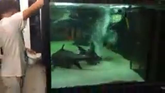 Аквариум 3 тонник смотреть онлайн