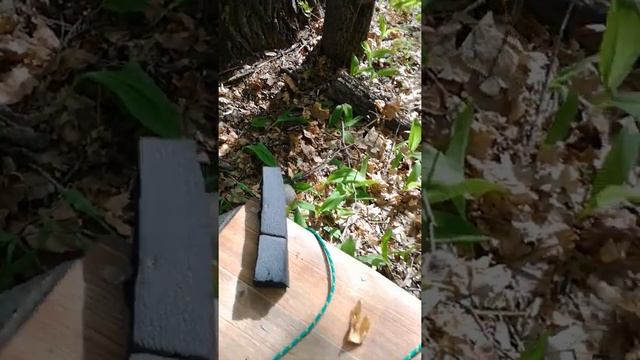 Установка улья на дерево (бортничество) 09 мая 2021 смотреть онлайн