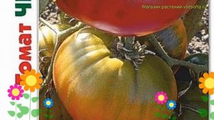 Томат Черномор. Краткий обзор, описание характеристик solanum lycopersicum Chernomor