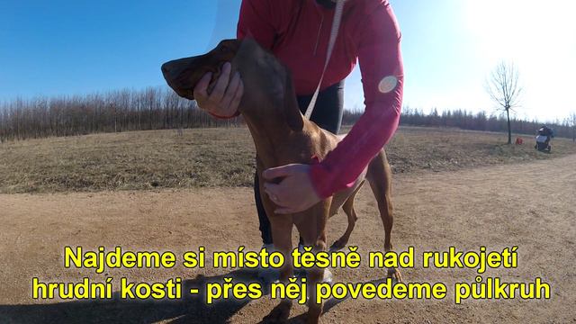 Jak změřit psa na norský postroj смотреть онлайн