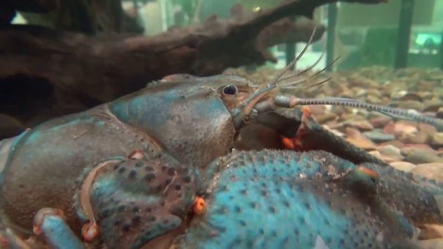 Edelkrebs Astacus astacus Flußkrebs смотреть онлайн
