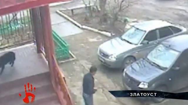На глазах у детей живодер застрелил собаку смотреть онлайн