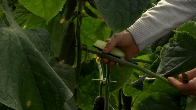 Выращивание огурцов в теплице, второй севооборот. Часть 7 смотреть онлайн