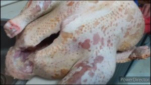 Белый широкогрудый индюк (генофонд Ставрополья)