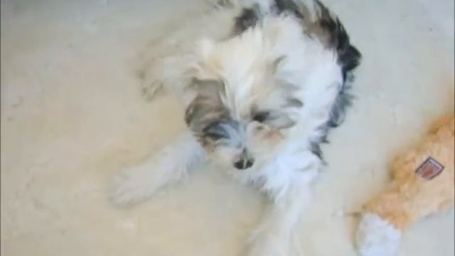 Daisie the Tibetan Terrier puppy learning tricks at 4 months old смотреть онлайн