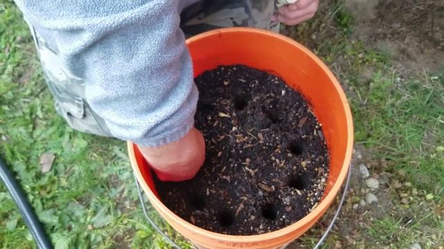 Сеем ГОРОХ в вёдра. Простой способ и много урожая!!! смотреть онлайн