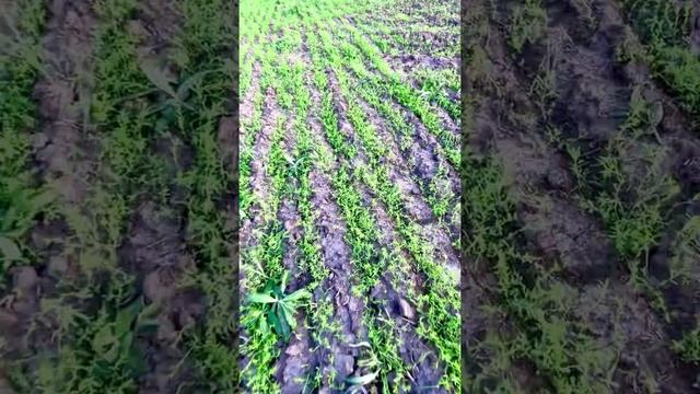 Лен масленичный, обработали гербицидами, рабочий расход 25 смотреть онлайн