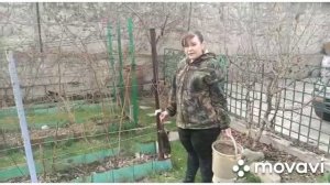 Азимина трилоба. Банановое дерево