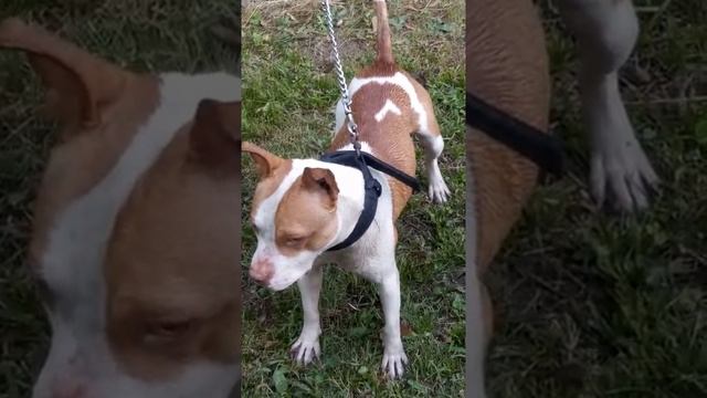 Rednose Pitbull"Zeus" смотреть онлайн