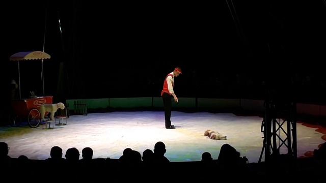 Польский Цирк Залевский. Cyrk Zalewski. Выходной день в Варшаве. Дети в Польше. Жизнь в Польше. смотреть онлайн