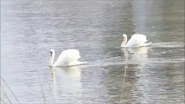 Белые крылья смотреть онлайн