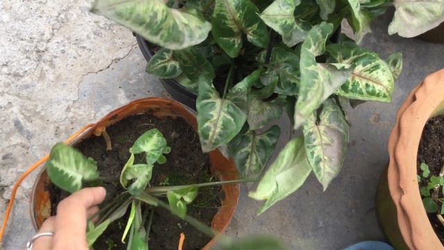 Care Of Syngonium Plant//Best Indoor Plant//How To Care And Propagate Syngonium
