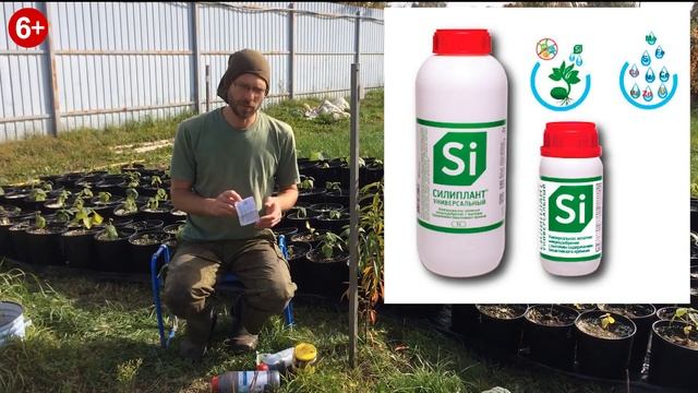 Как повысить морозостойкость персика? смотреть онлайн