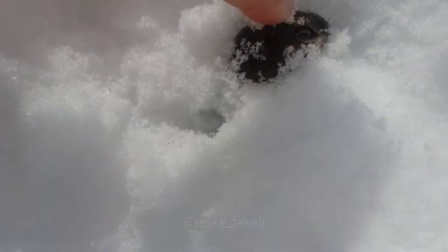 ТЕКЕЛИ. ПРОГУЛКА (МЫШКА И ЛЯГУШКА) смотреть онлайн