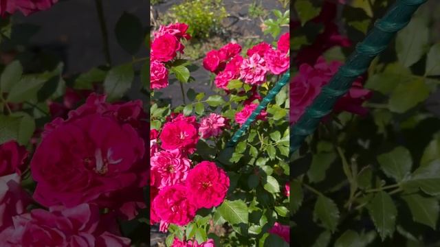 Роза ЭЛЬМСШОРН(шраб)от П.Козловой.3летка 30.06.23 #дача #розы #сад #цветы #сортароз #лето #роза