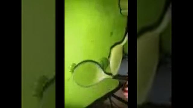 Nutribullet versus Nutri fit. another part смотреть онлайн