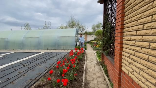 На городі сію горох, кабачки на агротканину. Посеред города клумба з трояндами смотреть онлайн