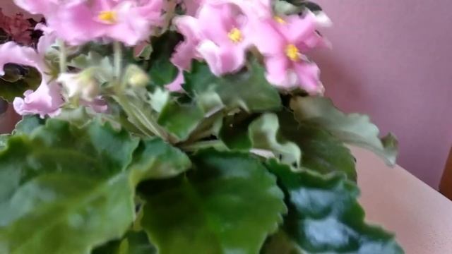 Фиалки.Несколько сортов из моей коллекции. Рассказываю достоинства и недостатки. смотреть онлайн